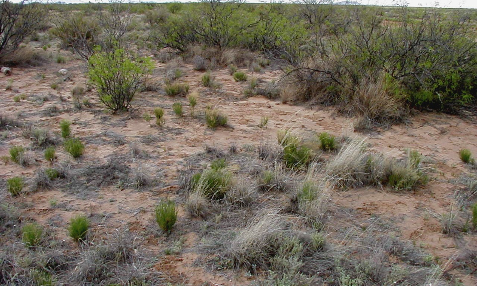 Sandy, PRGL-SPFL, CDRRC