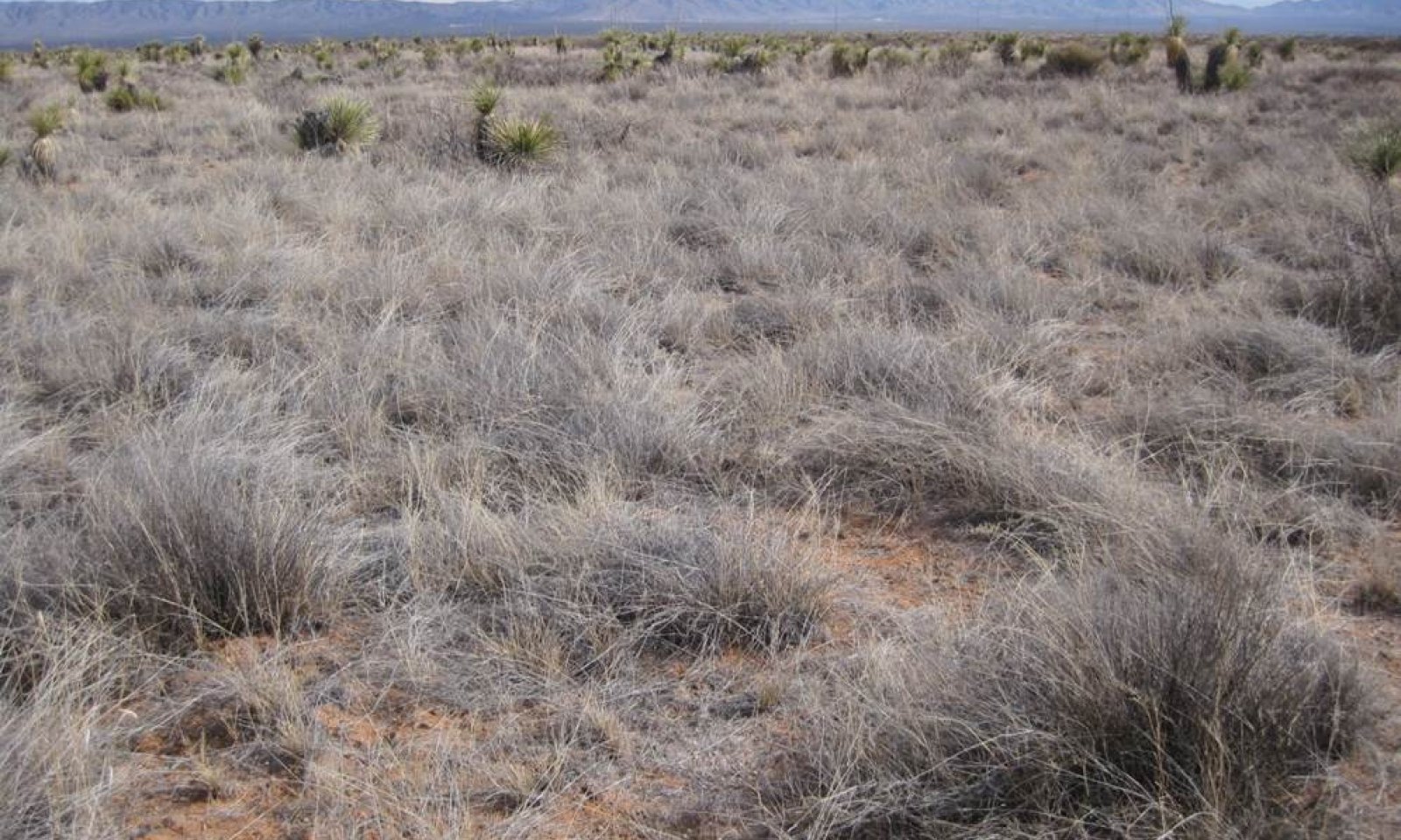 Sandy lehmann lovegrass state