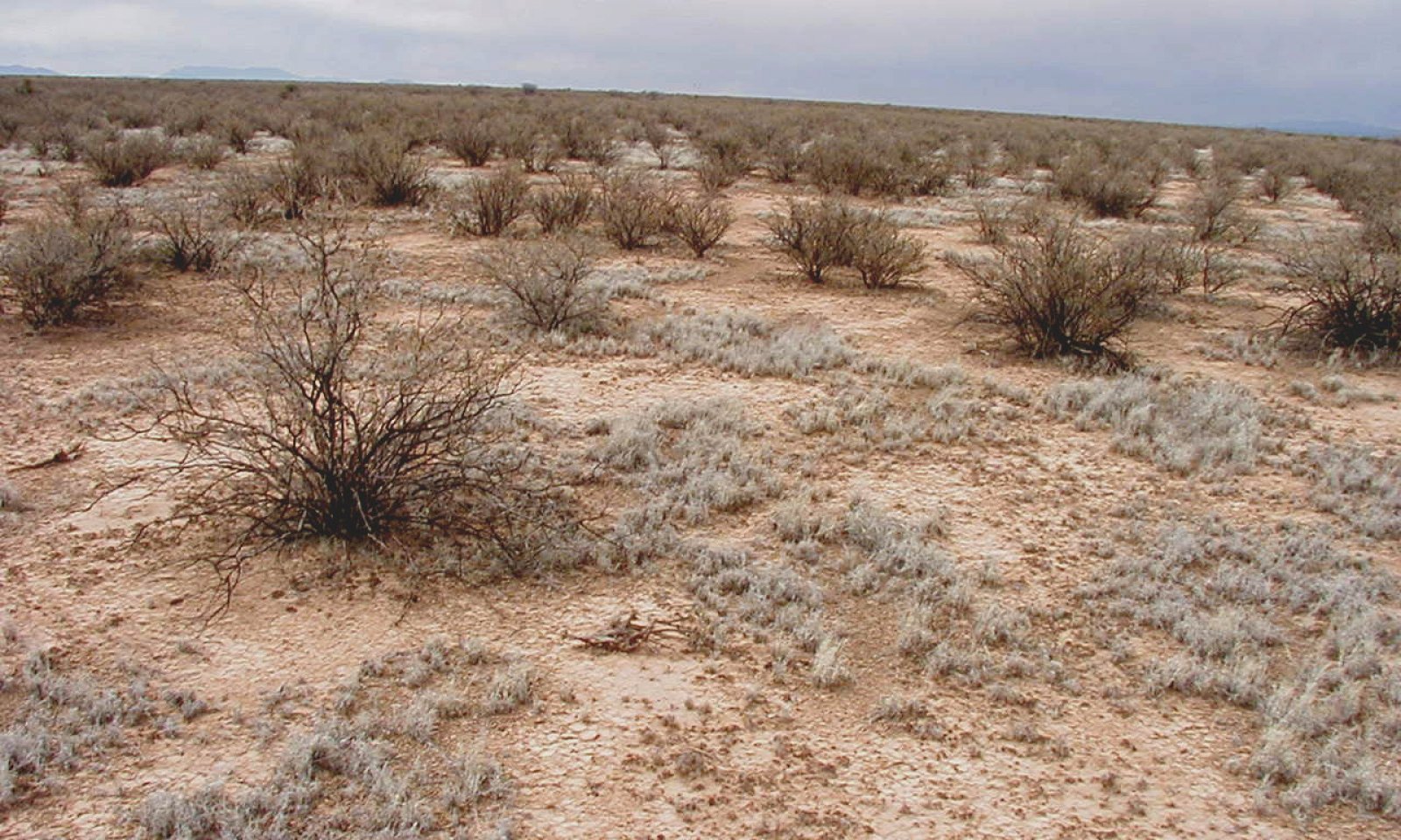 Clayey, Tarbush, E Jornada