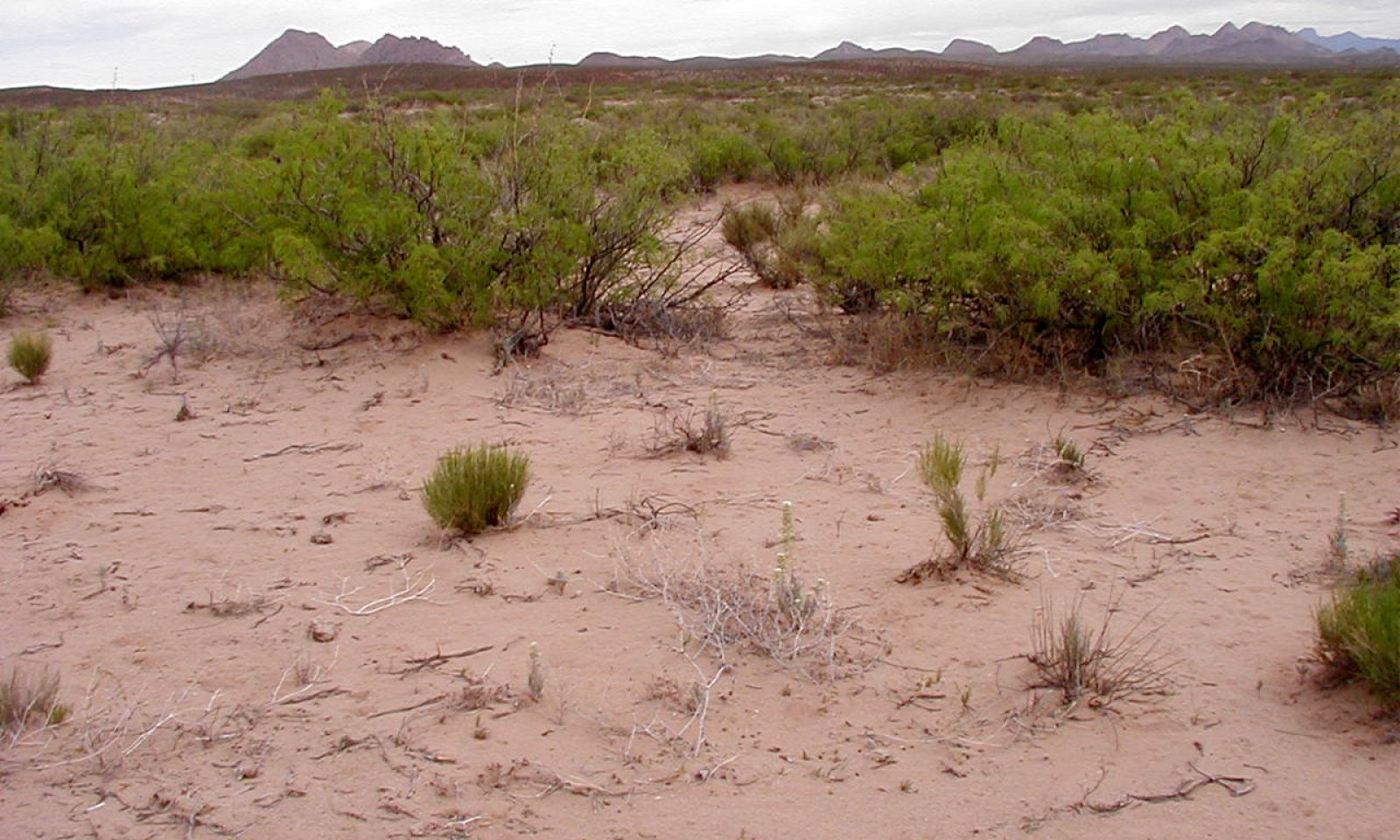Deep sand, PRGL, CDRRC