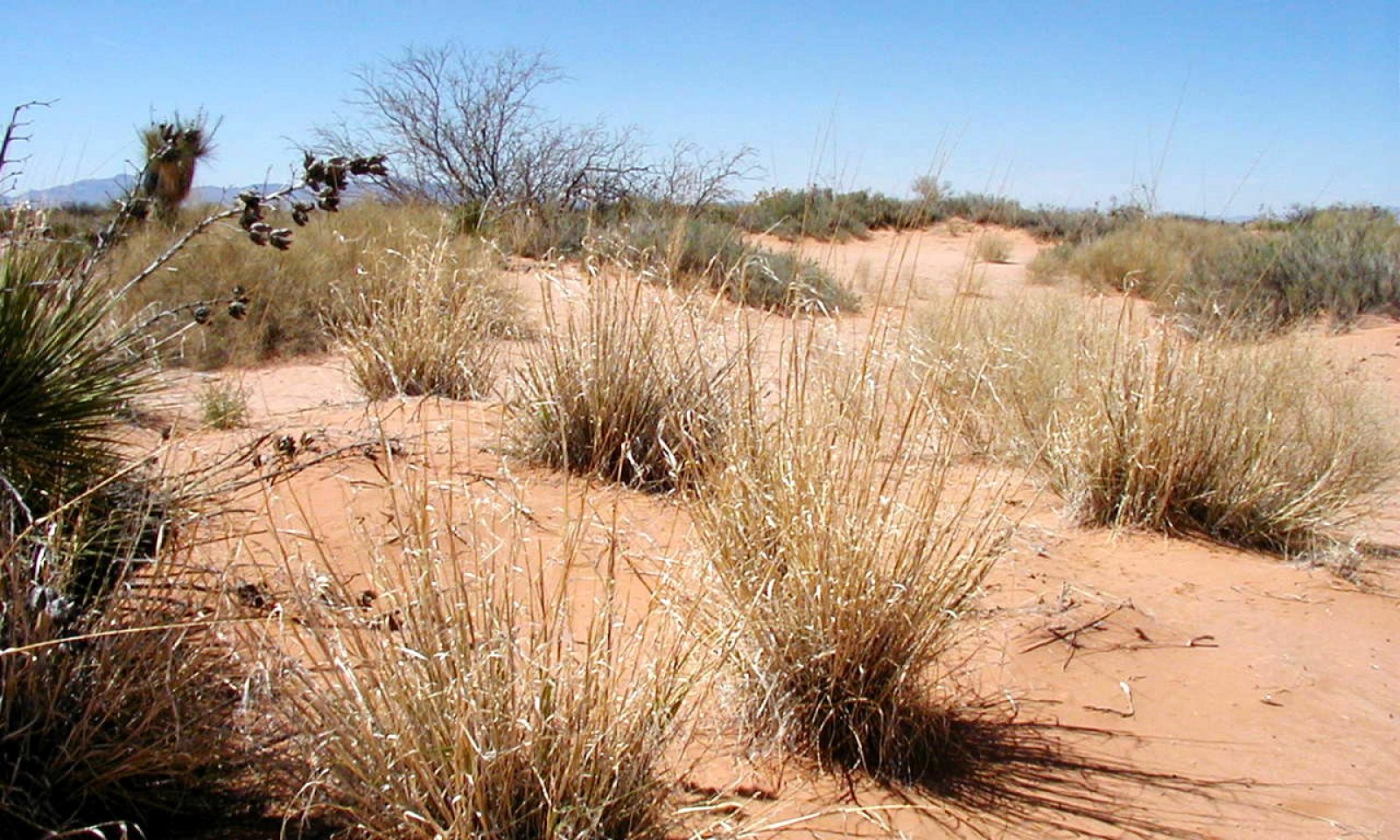 Deep Sand, SPGI, Fort Bliss, TX