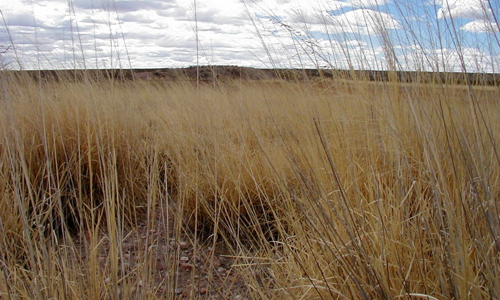 Bottomland, SPWR2, Corralitos Rd, Dona Ana