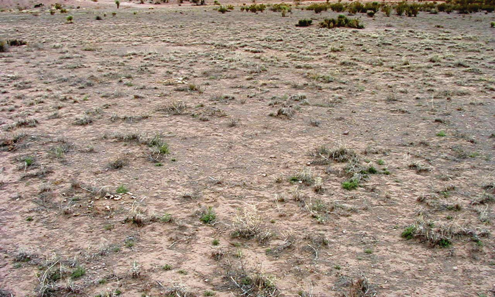 Draw, HIMU-Bare, Corralitos Rd, Dona Ana