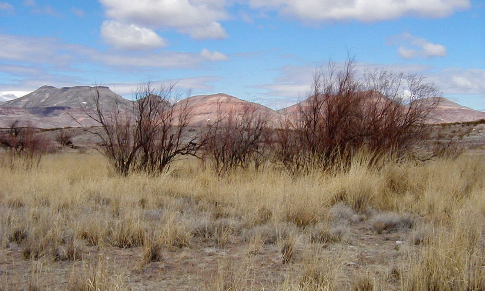 Bottomland, SPWR-PRGL, Corralitos Rd, Dona Ana