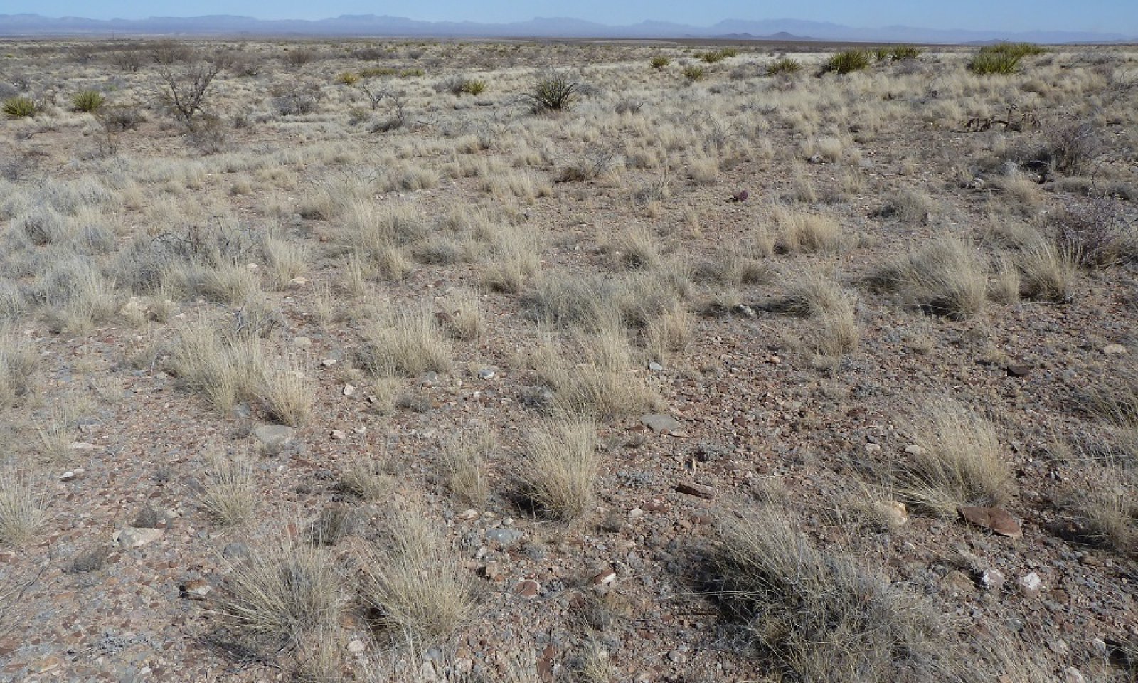Gravelly_sparse savanna RestoreNM