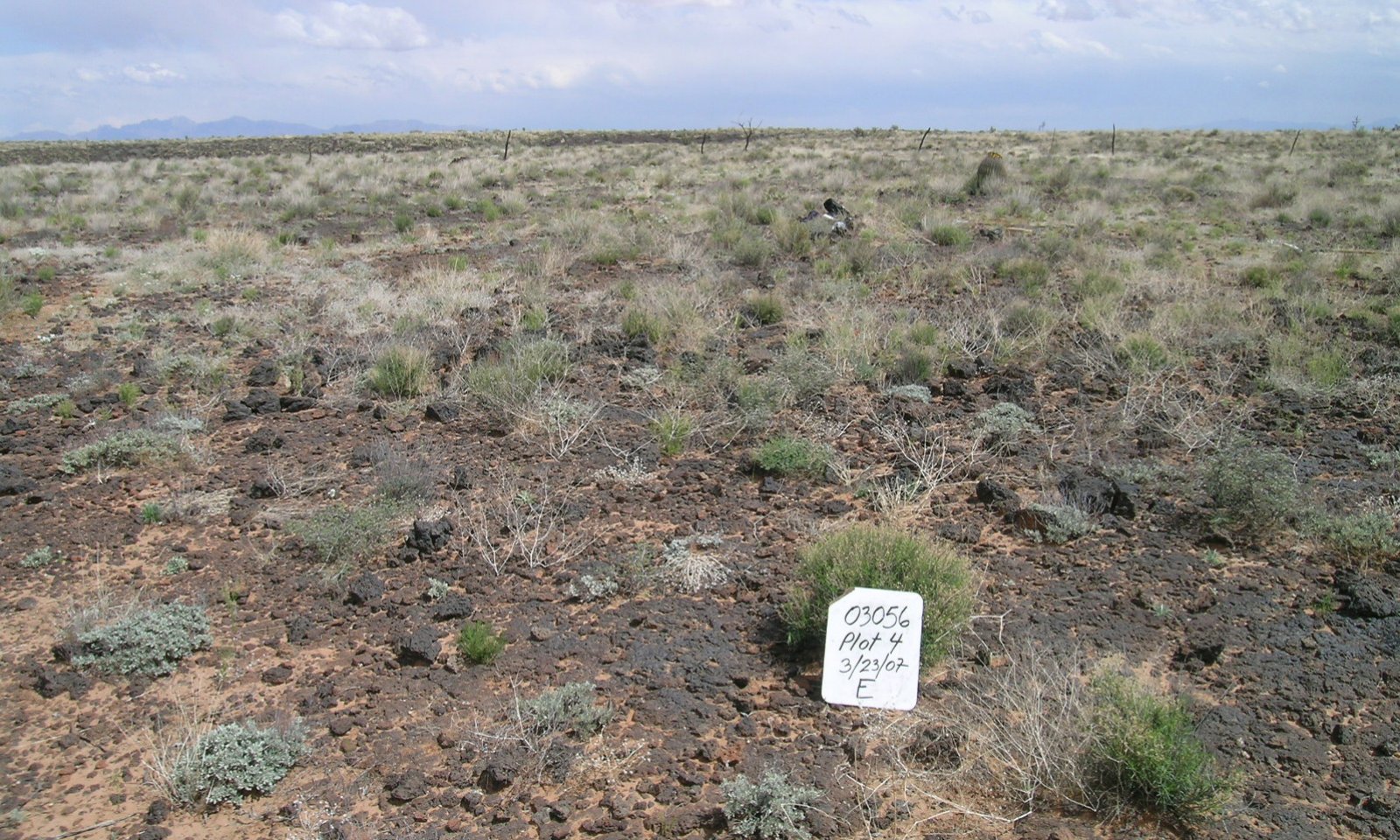 Malpais_shrub_dom_b_3_5