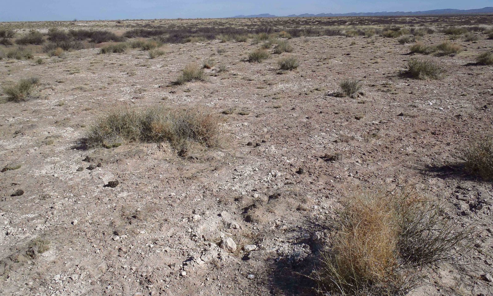 GypUpland_grasslimited_5_3_a