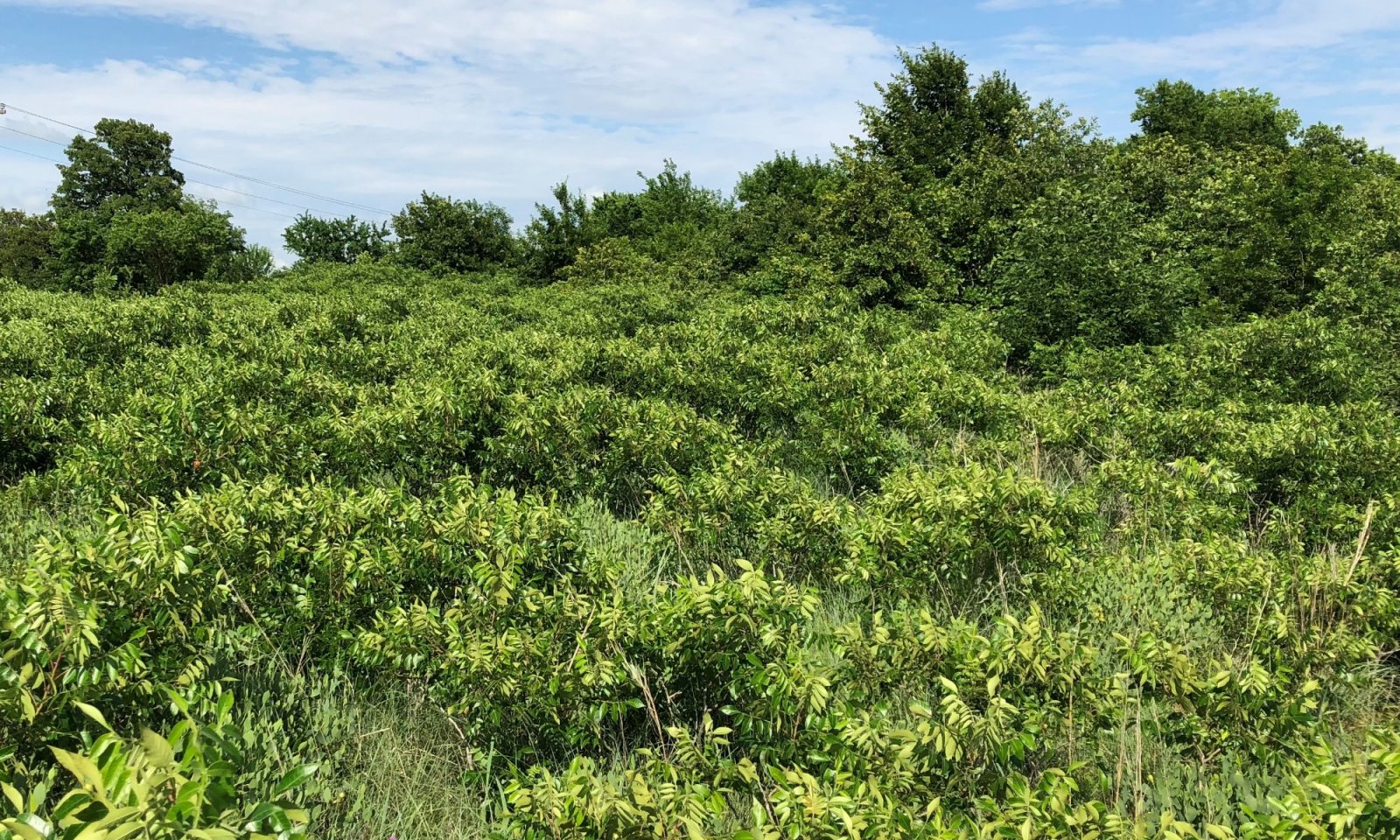 Loamy Upland 4