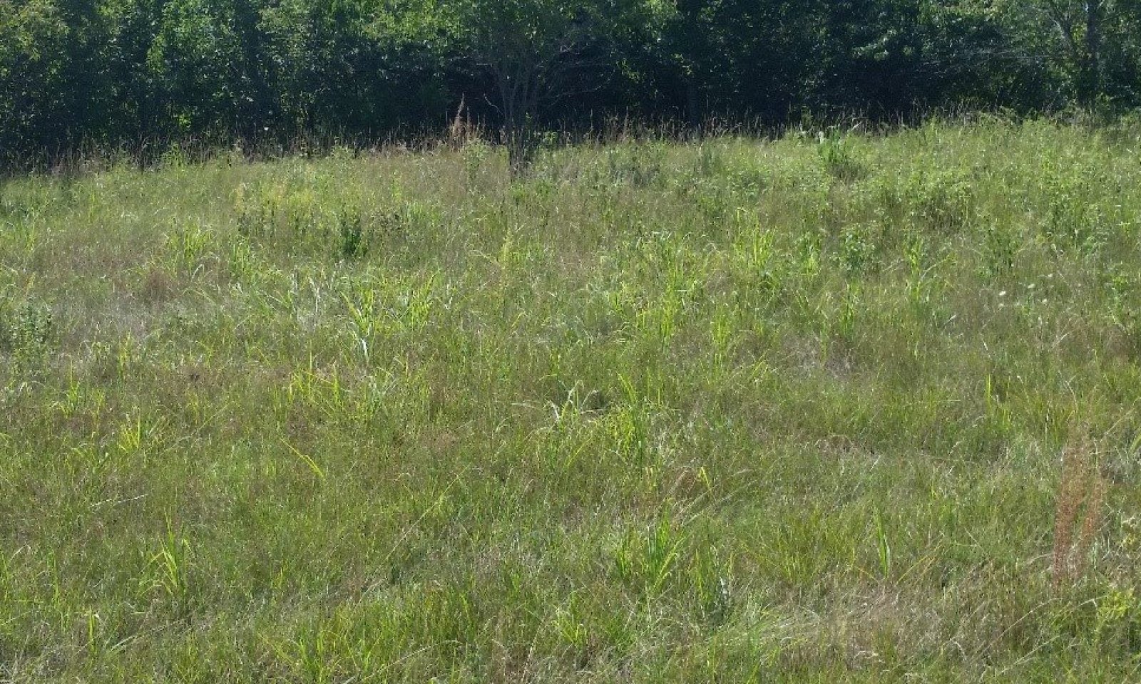 Shallow Savannah Ref