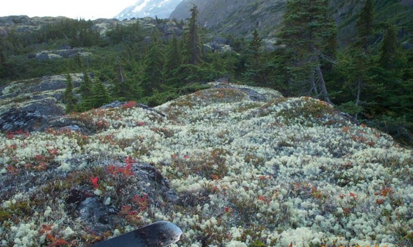 ALPINE ORGANIC
