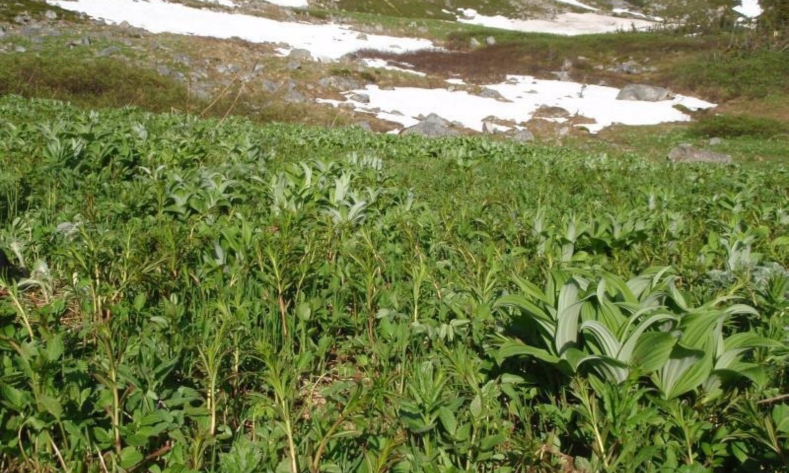 avalanche chutes 1.2.png