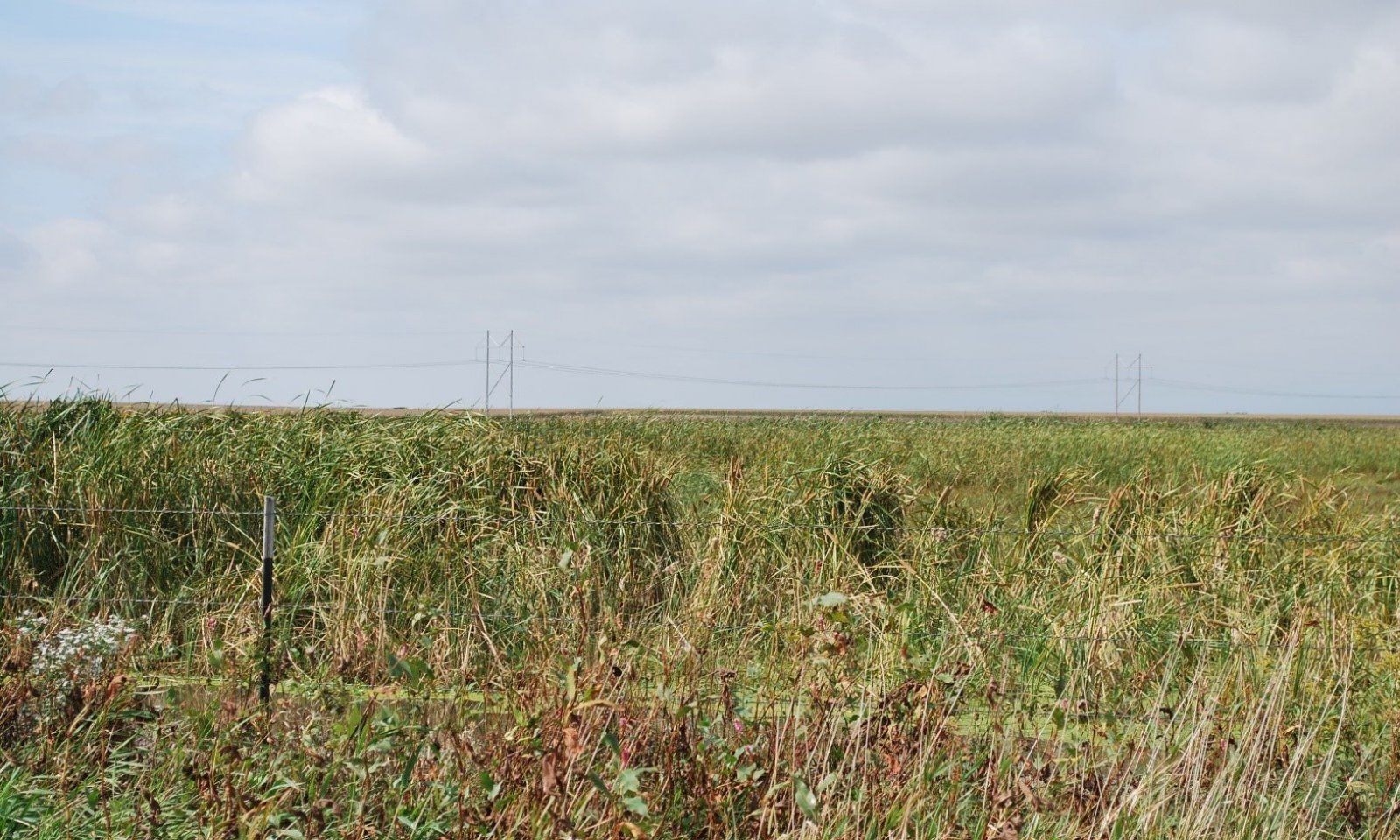 Cattail Bulrush Invavded State