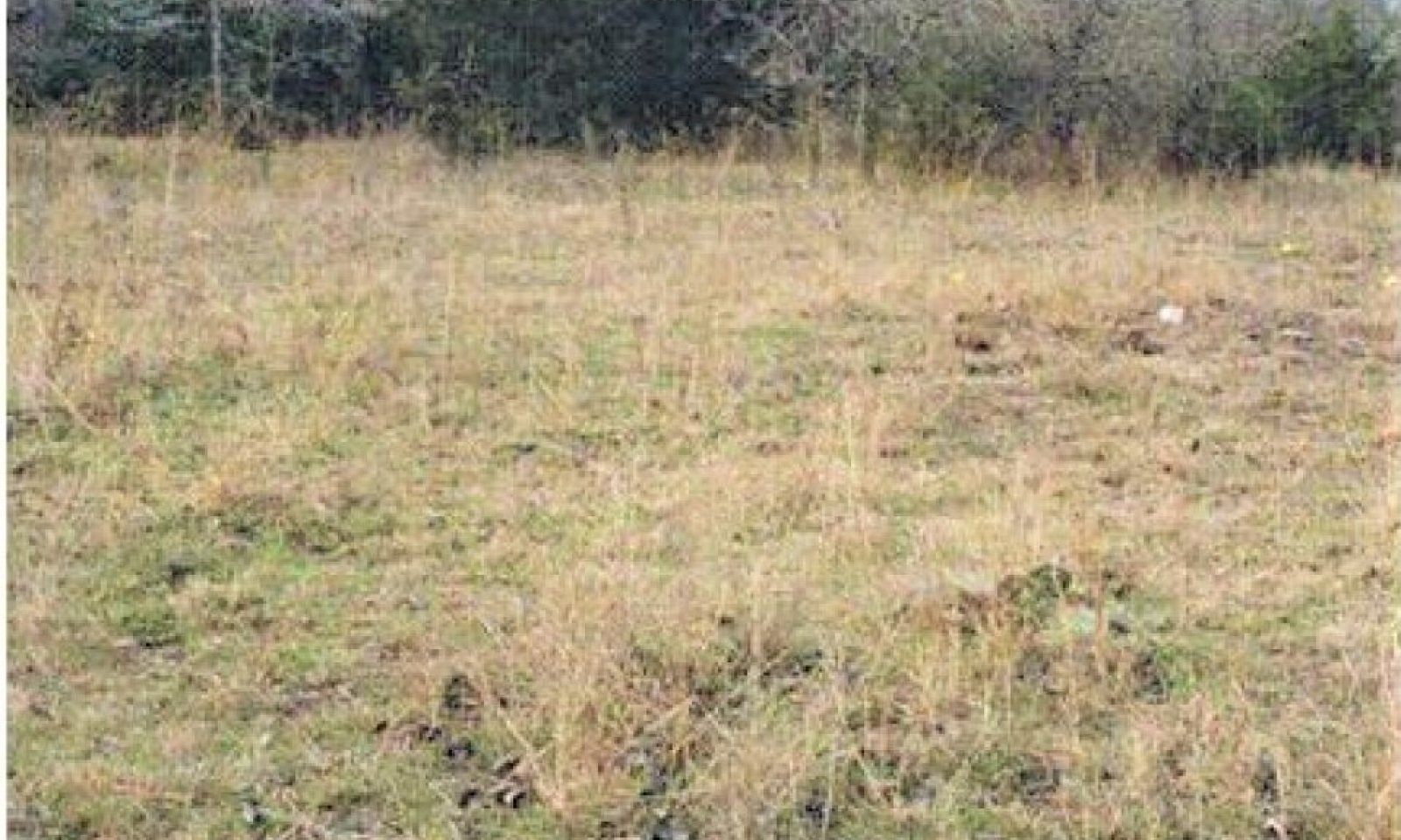 EDITShortgrassState