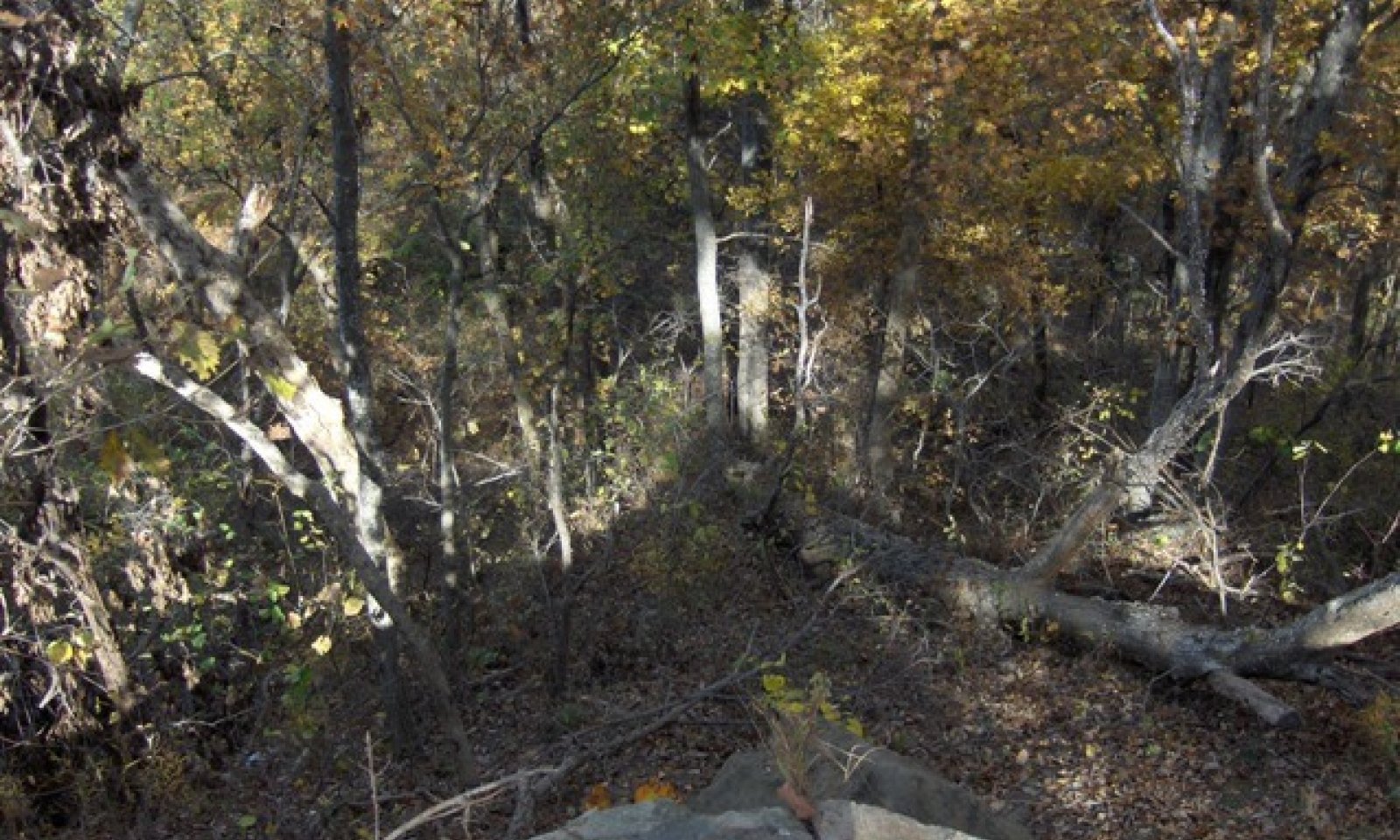 Savannah_Breaks_84A_013