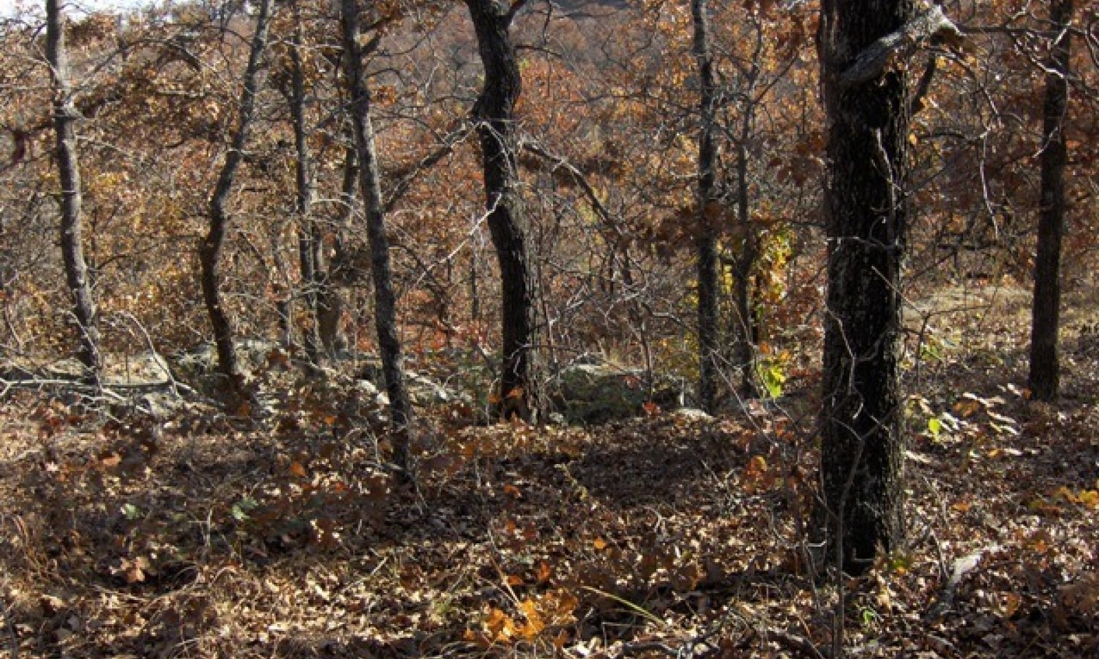 Savannah_Breaks_84A_031