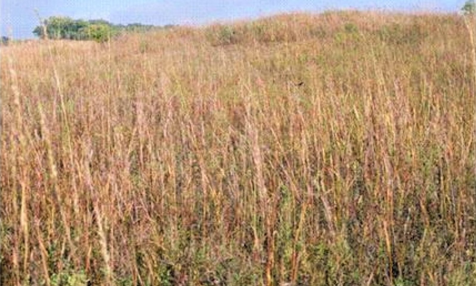 Tallgrass_Midgrass