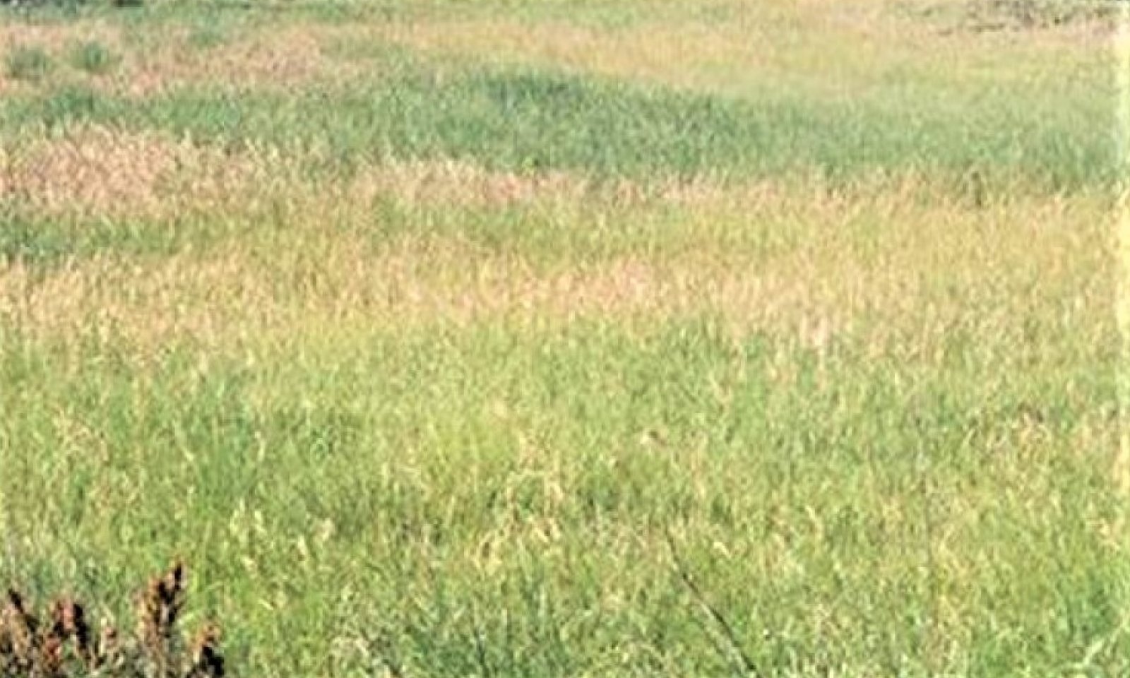 SeededPlantCommunity