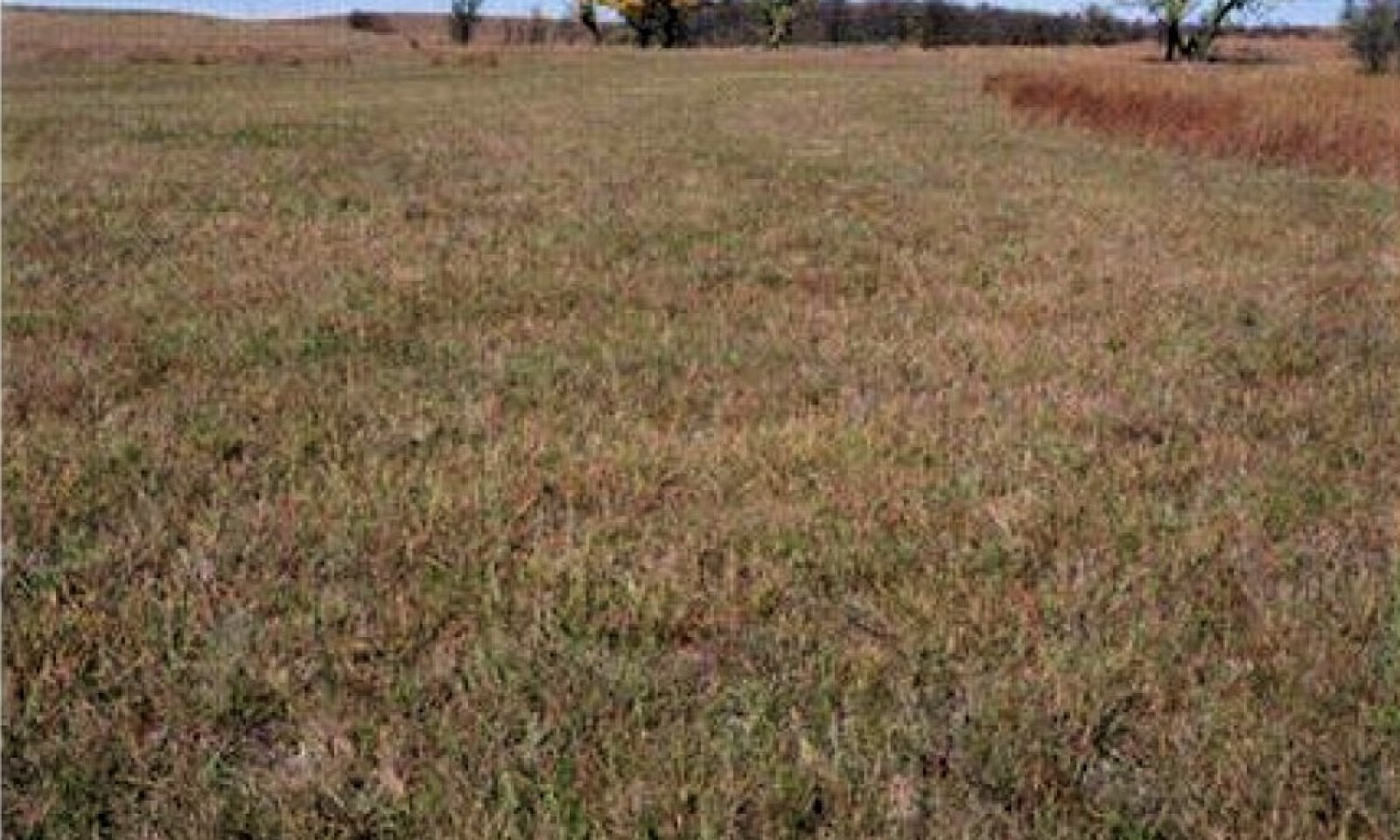 shortgrassplantcommunity