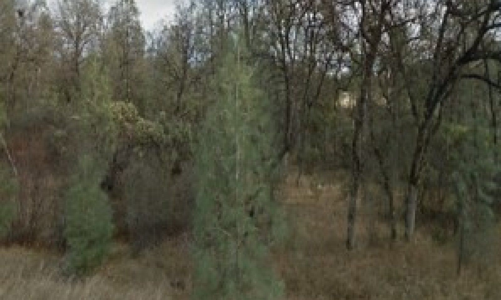 Picture1.1