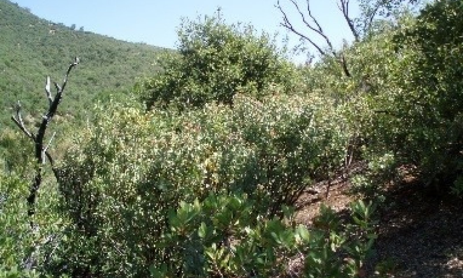 Picture2.1jpg.