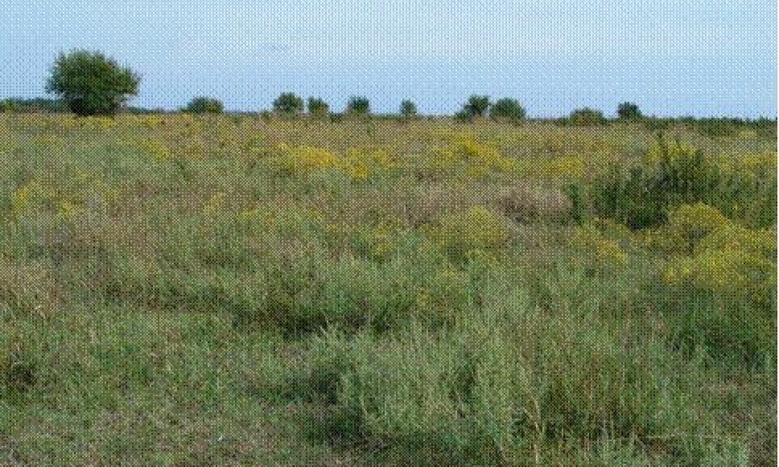 MidgrassTallgrass