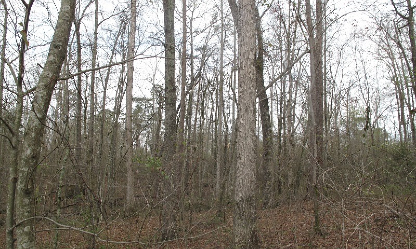 Sandstone Steep_Upland Forest
