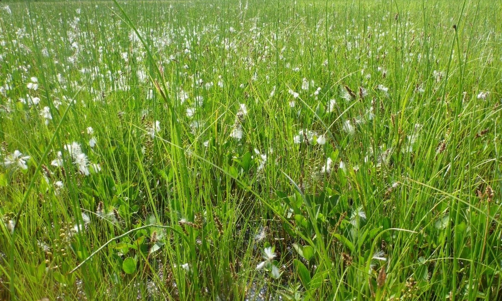 Plant Community 1.1