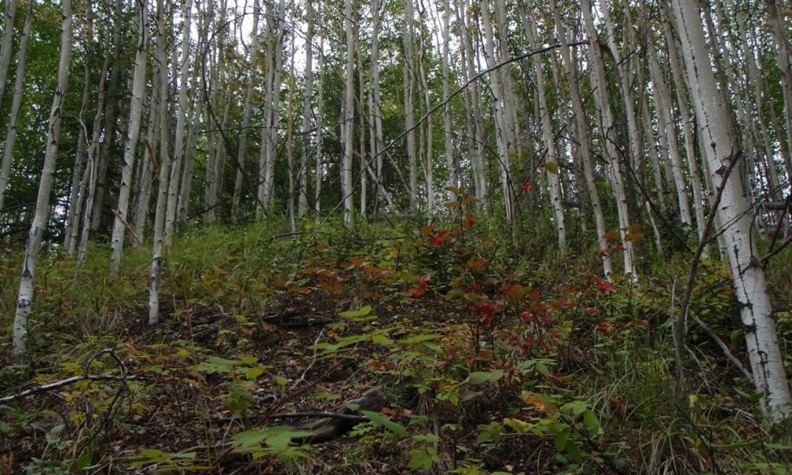 reference plant community