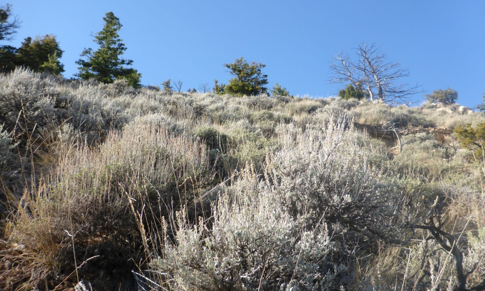 LKUF_mixedshrub_rw