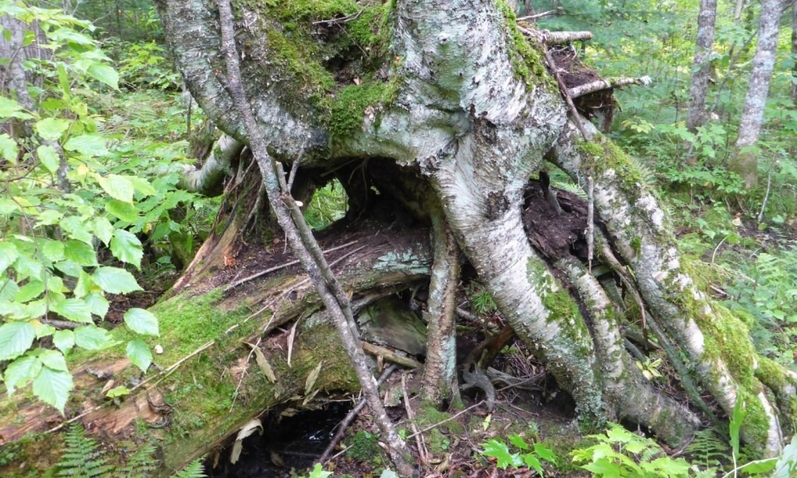 YellowBirch