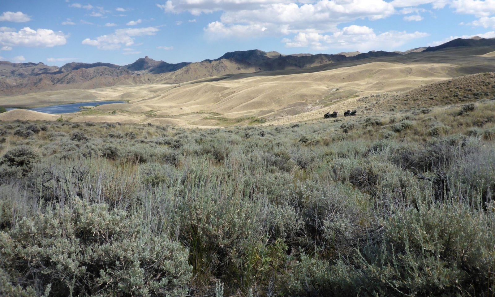 sagebrush