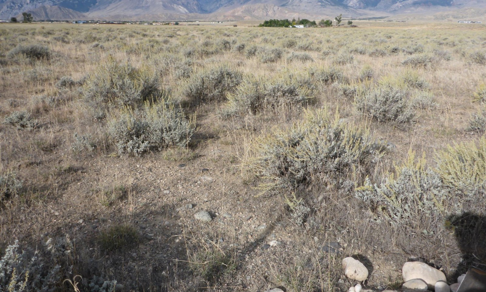 Bareground to cheatgrass rim