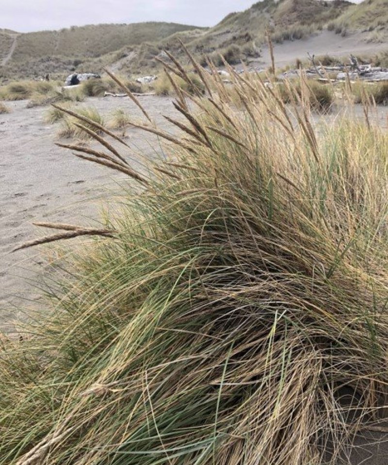 Dunegrass_resized_UPRIGHT
