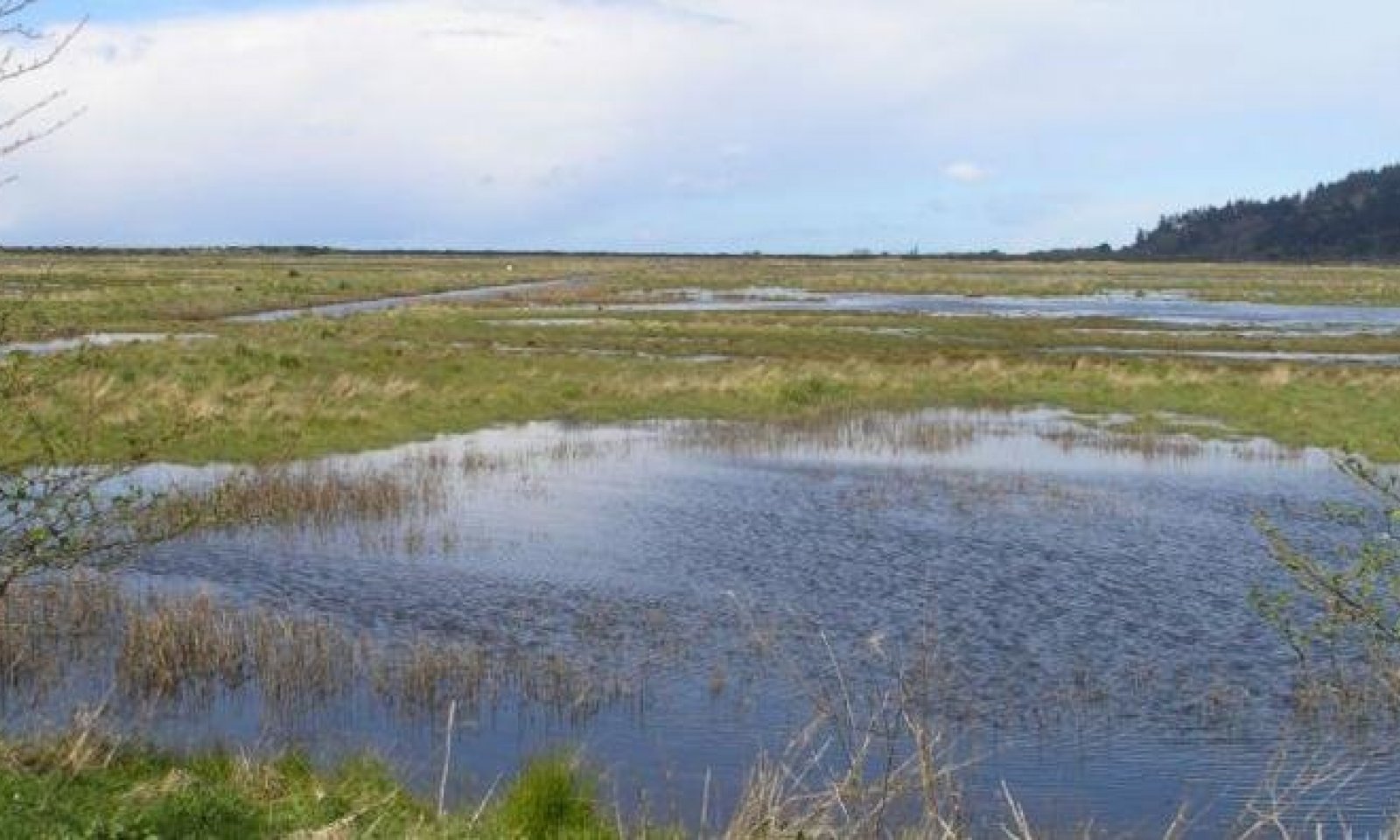 HumboldtBayMarsh