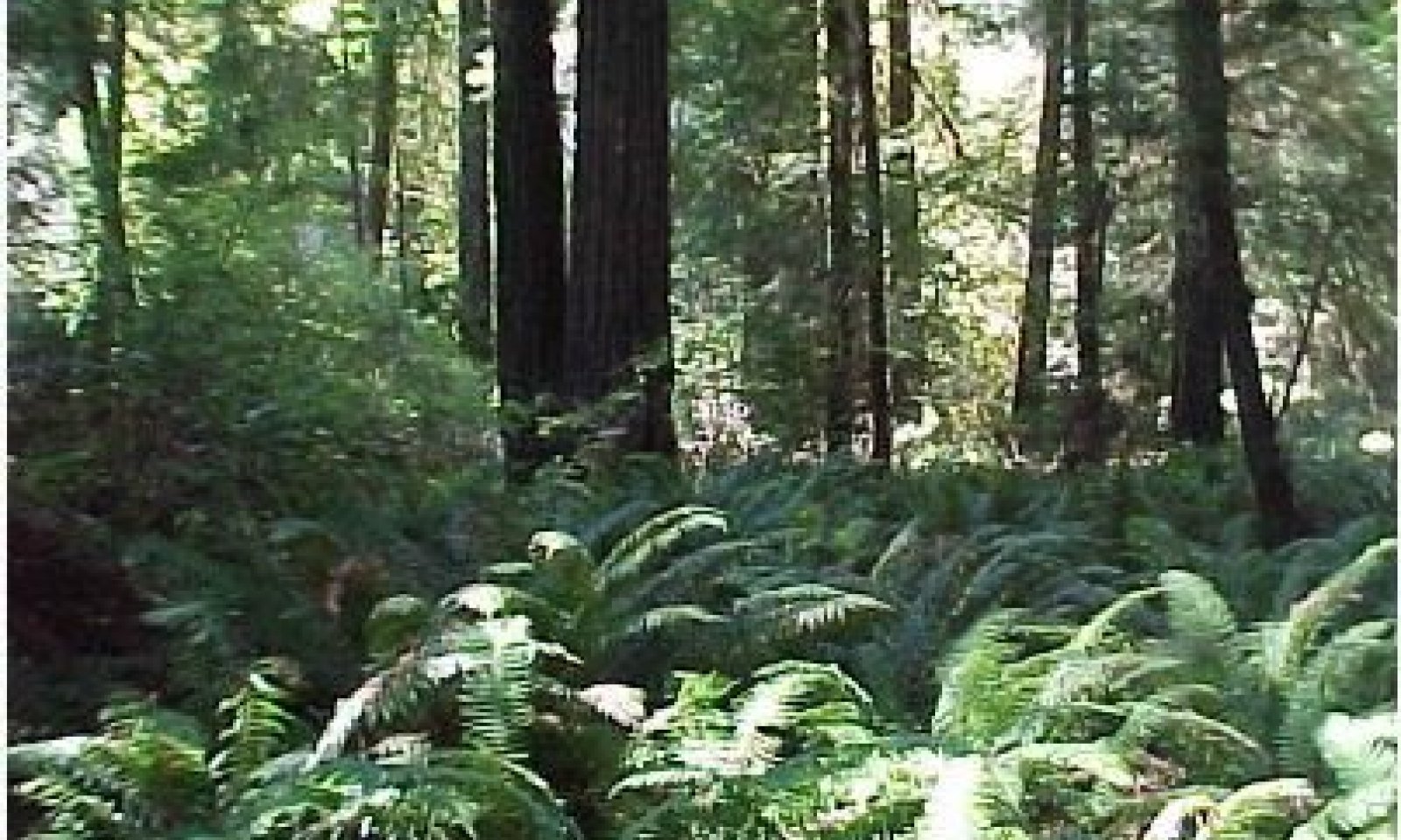 Redwood_AlluvialSoils