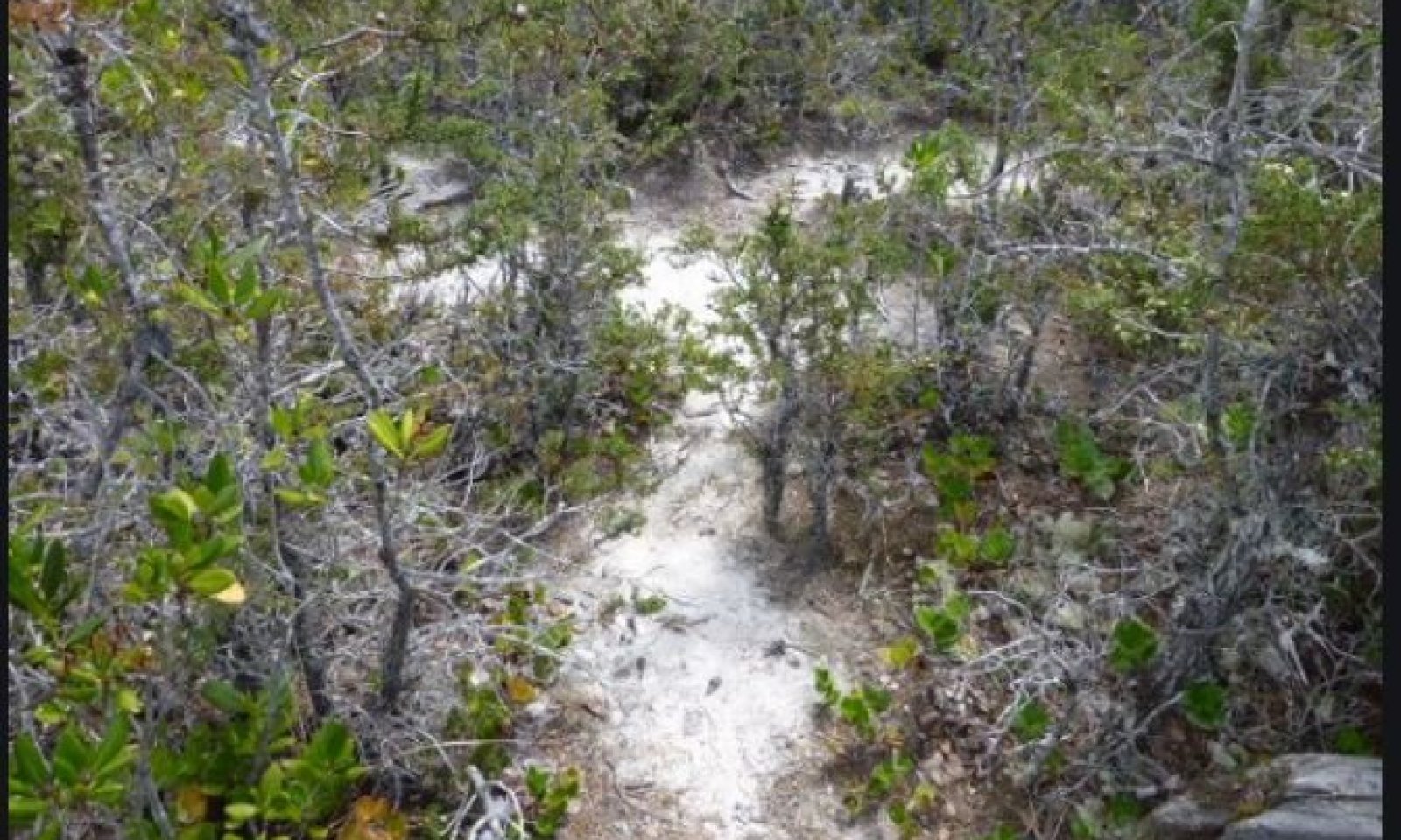PygmyForest