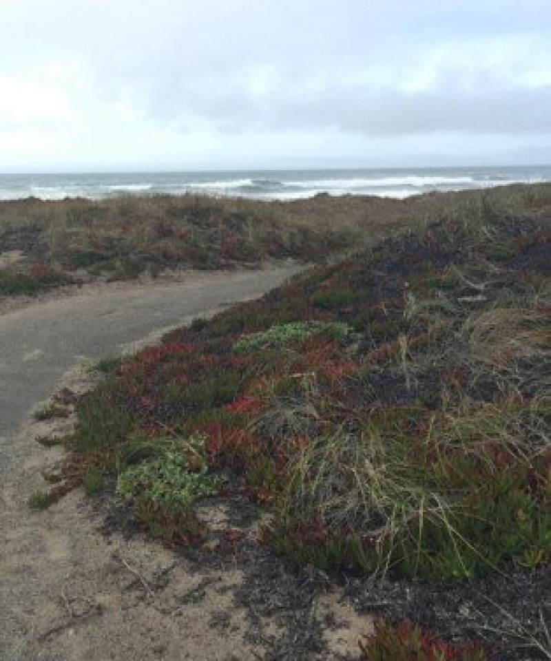 Iceplant3