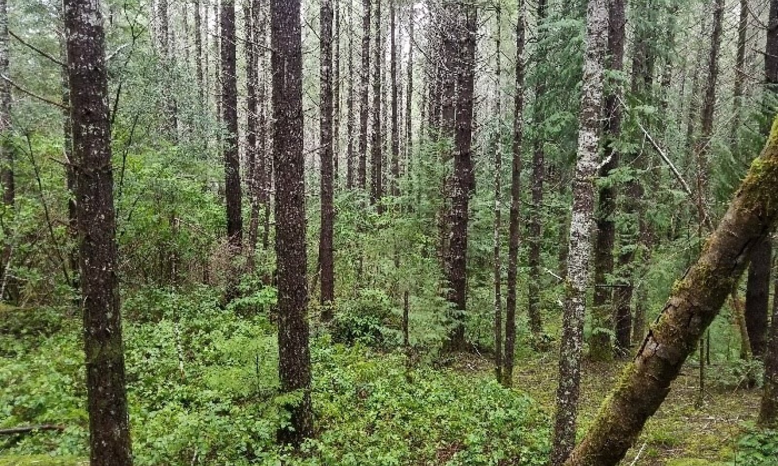 cp1a