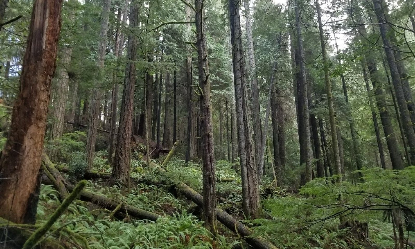 cp1