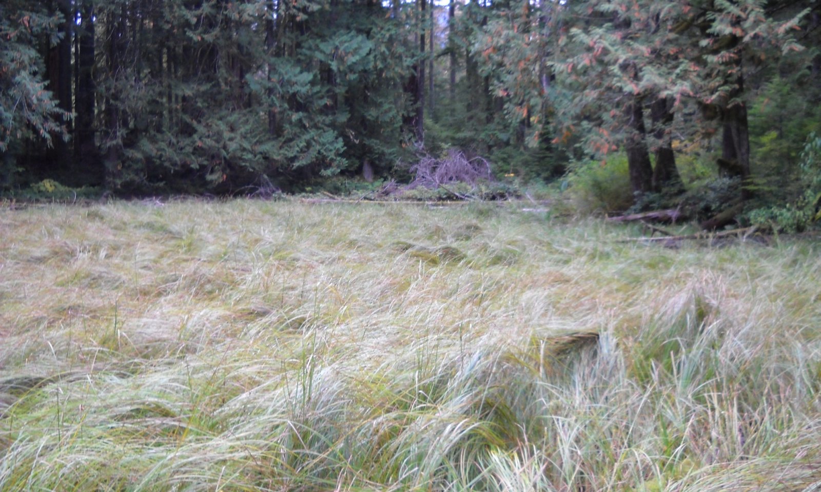 11-PHR-091_site1