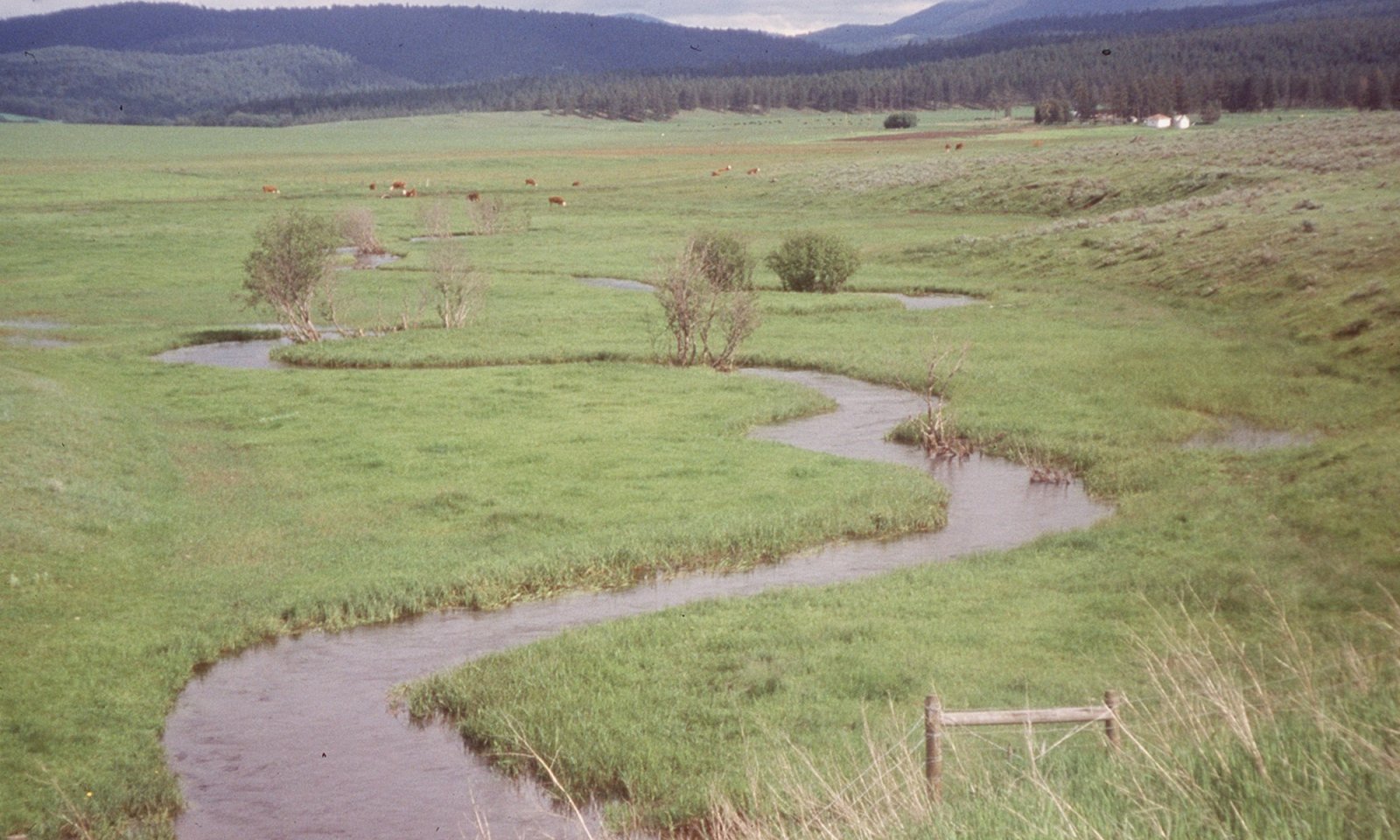 riparian meadow 44b