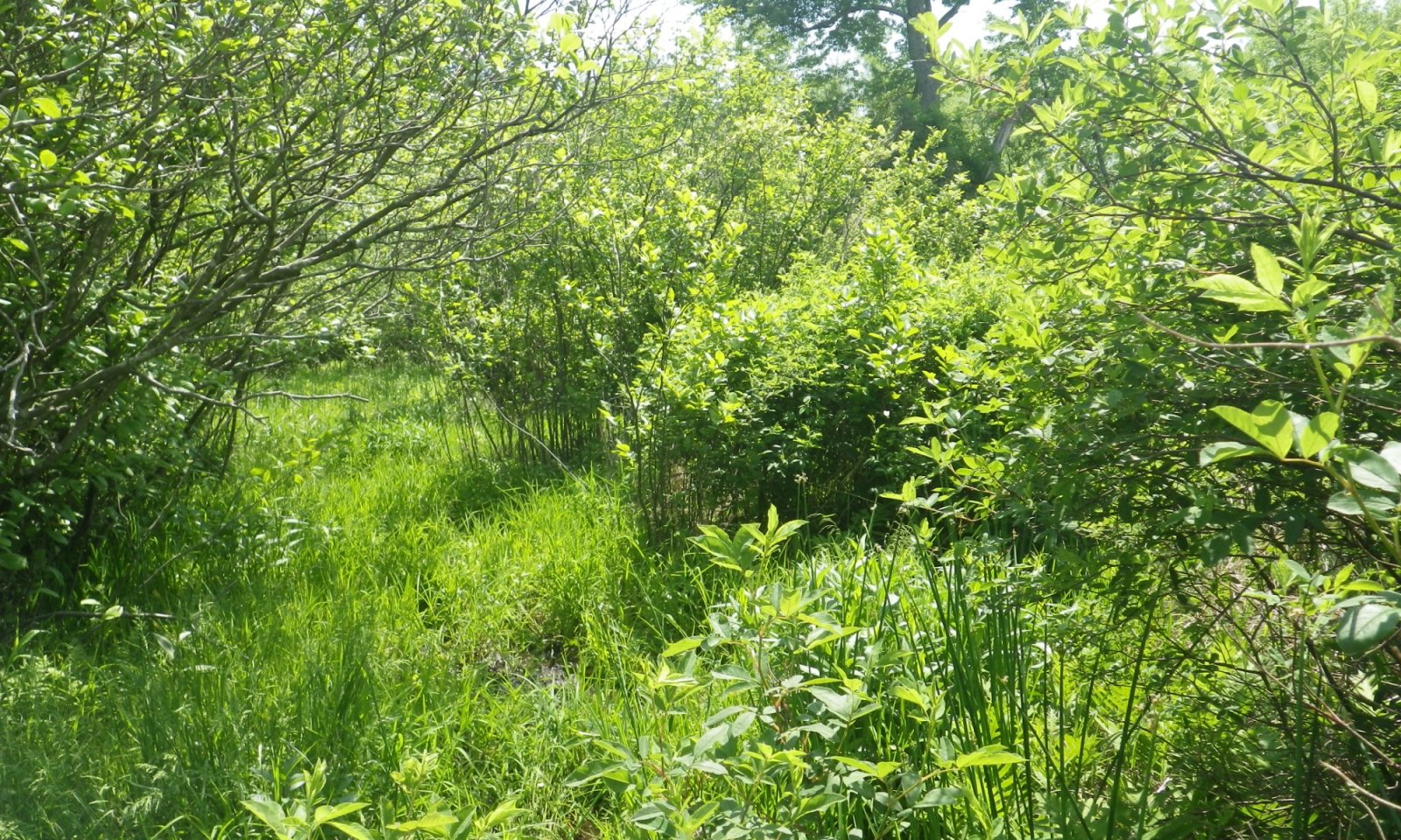 IMGP1179