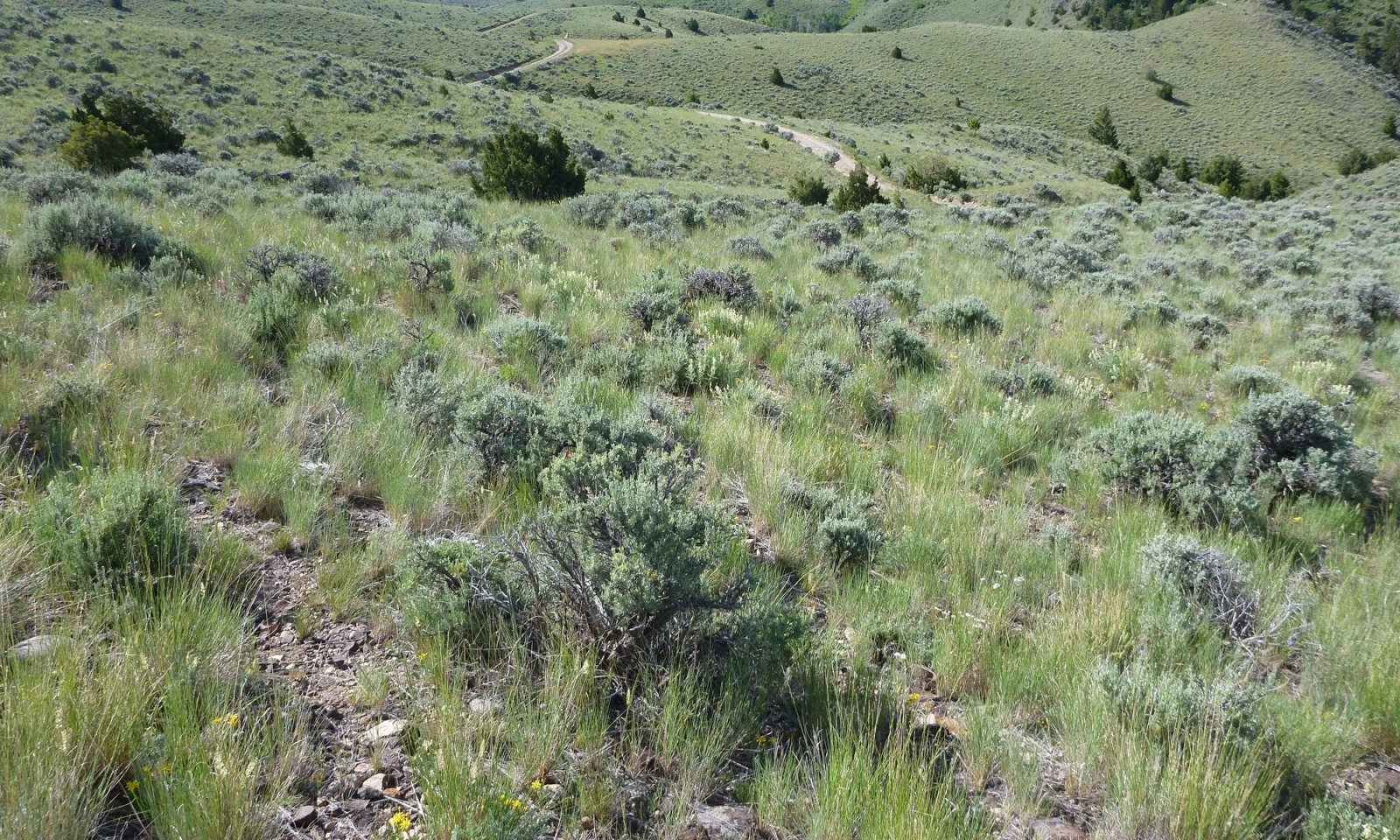 43B LRU D conifer encroachment