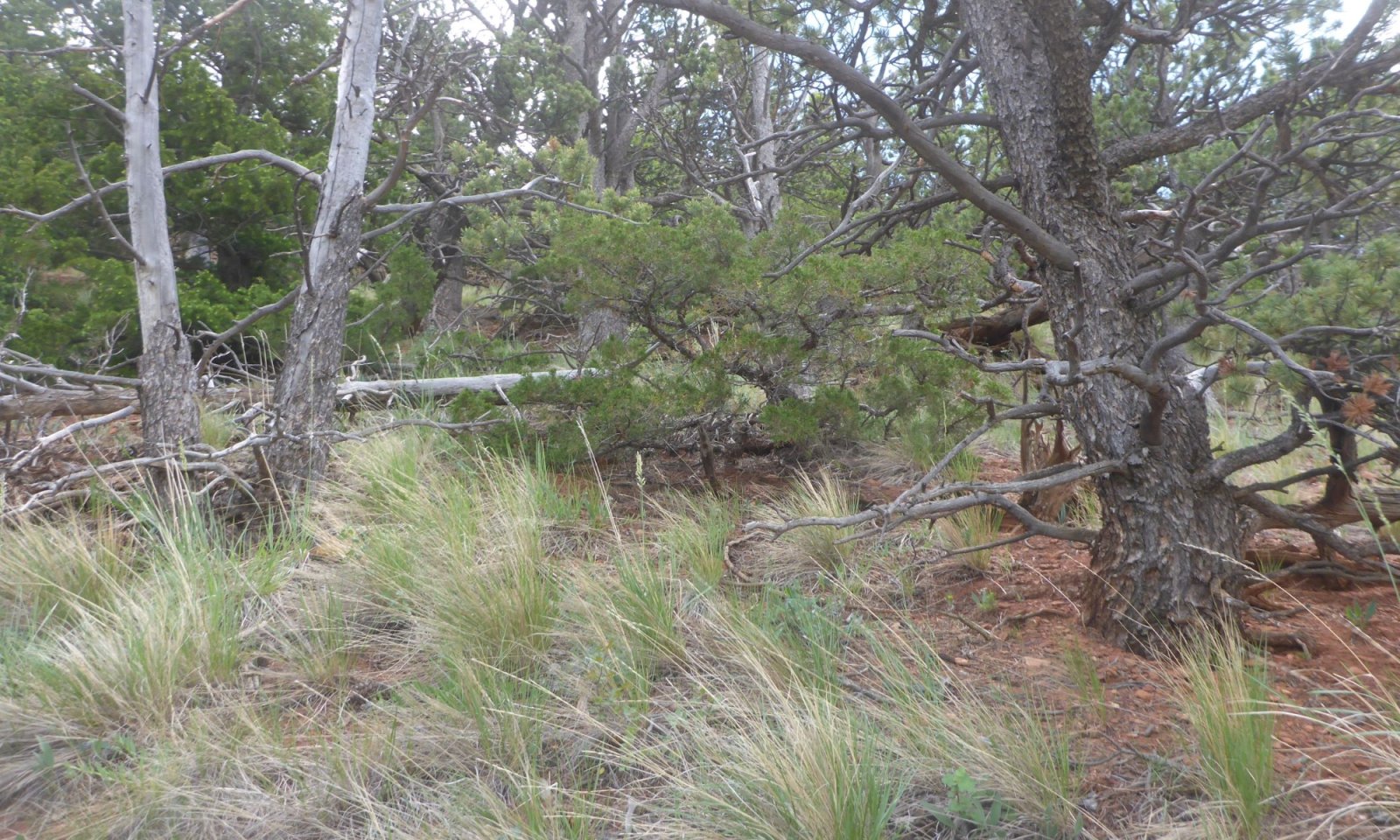 Limberpine_UF