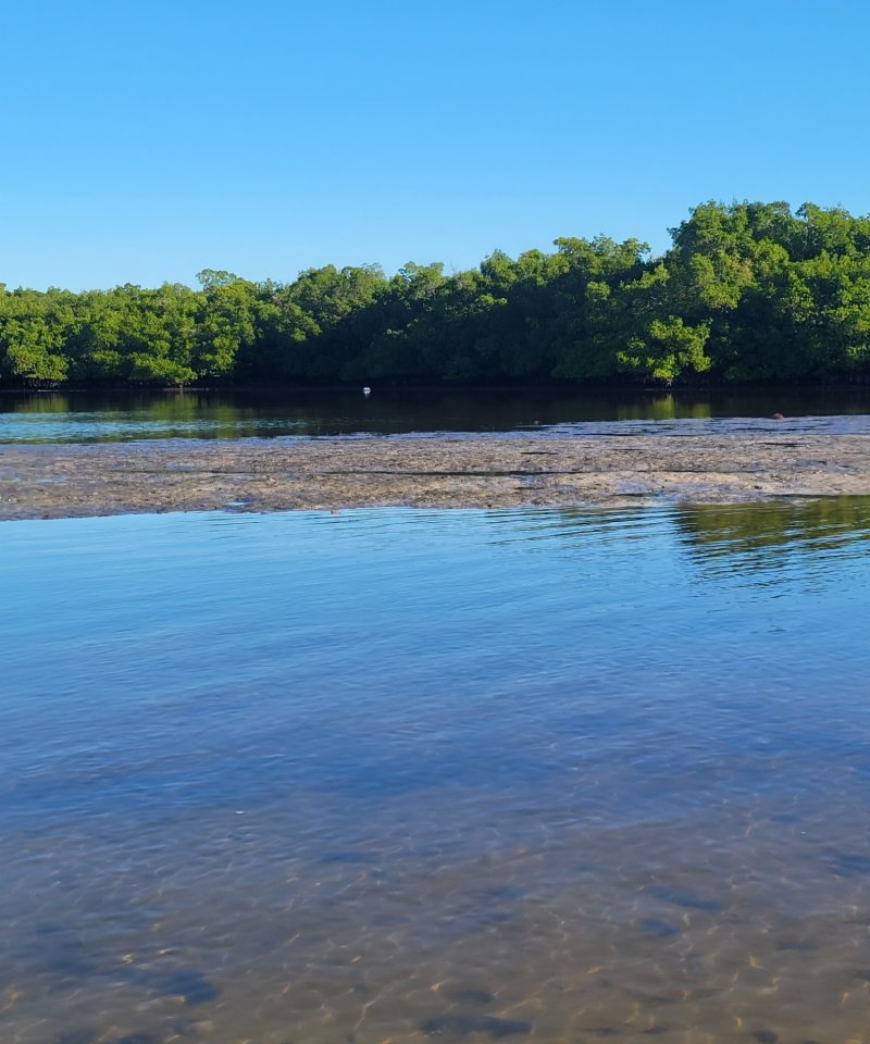 unconsolidated substrate mangrove