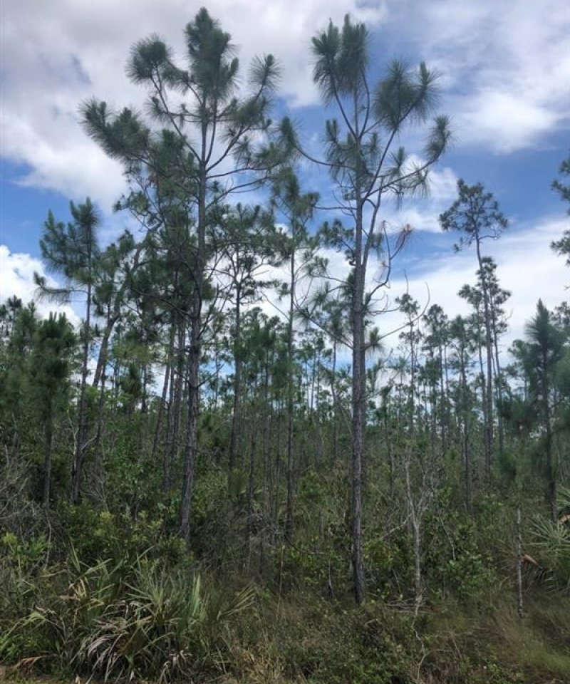 Pine Rockland