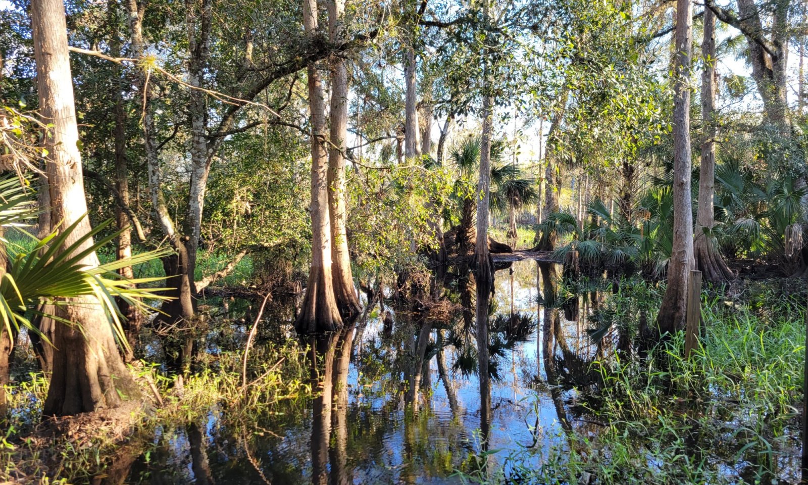 Fisheating Creek Floridana