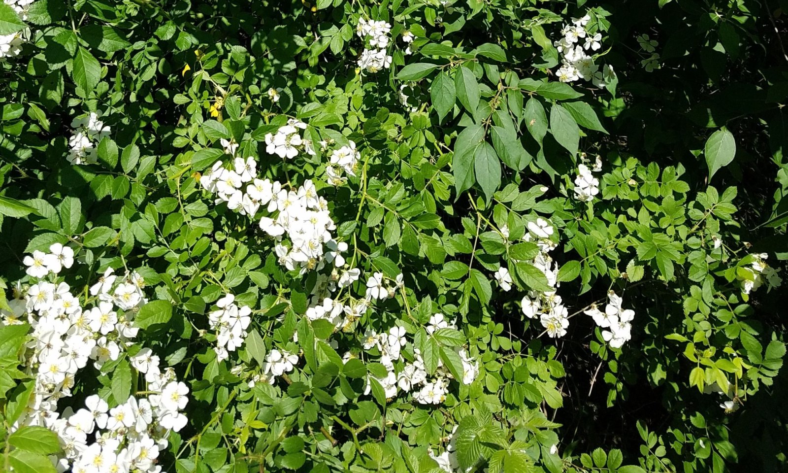 multiflora