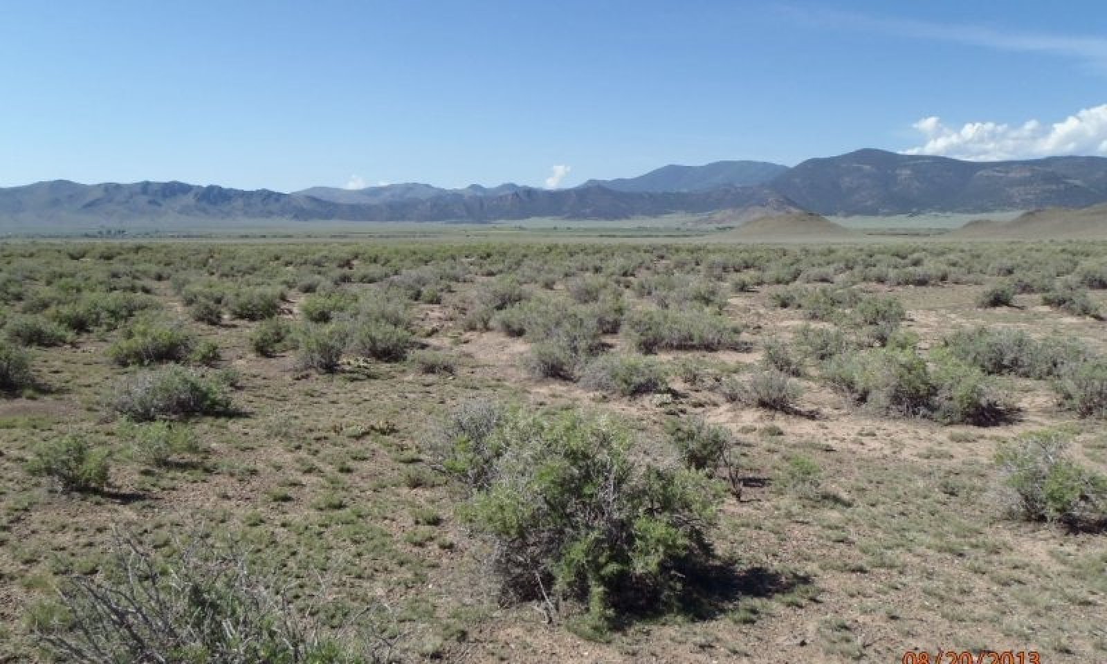 browsed greasewood