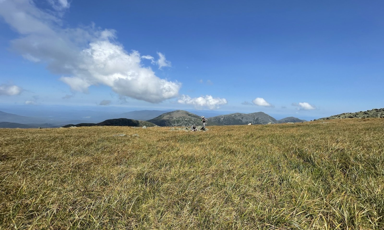 Bigelow's Sedge Meadow